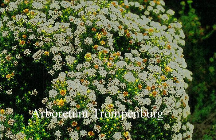 Ozothamnus ledifolius