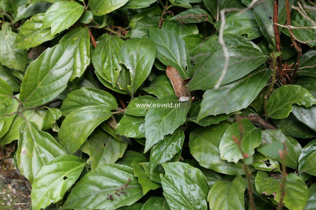 Pachysandra axillaris
