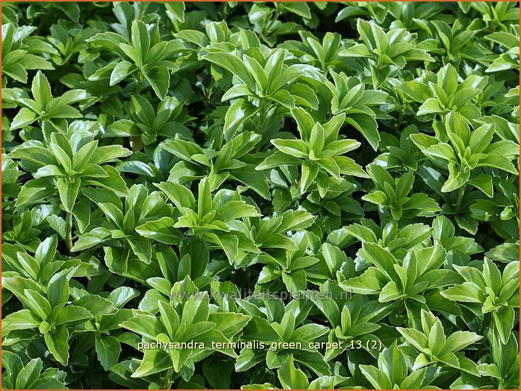 Pachysandra terminalis 'Green Carpet' (C1253)