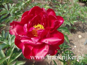 Paeonia 'Adolph Rousseau'