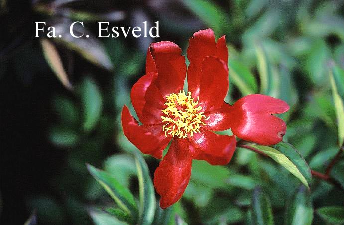 Paeonia 'Akalu' Paeonia 'Akalu'