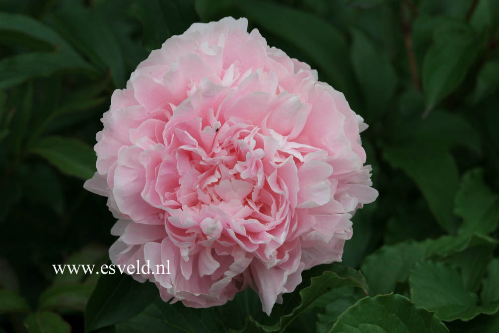 Paeonia 'Albert Crousse'