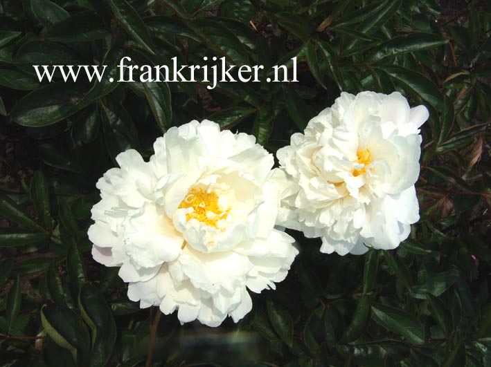 Paeonia 'Alice Harding'