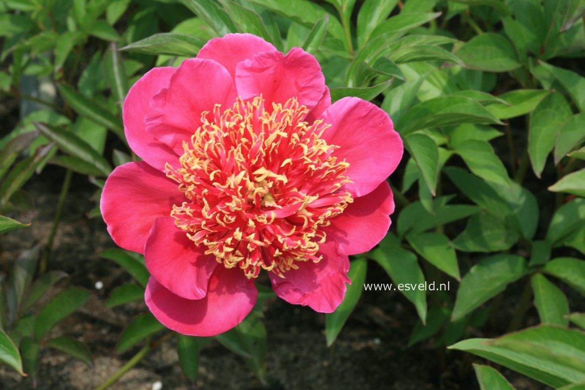 Paeonia 'Aztec'