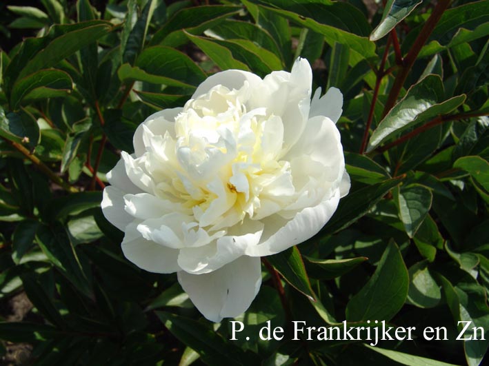 Paeonia 'Baroness Schroeder'