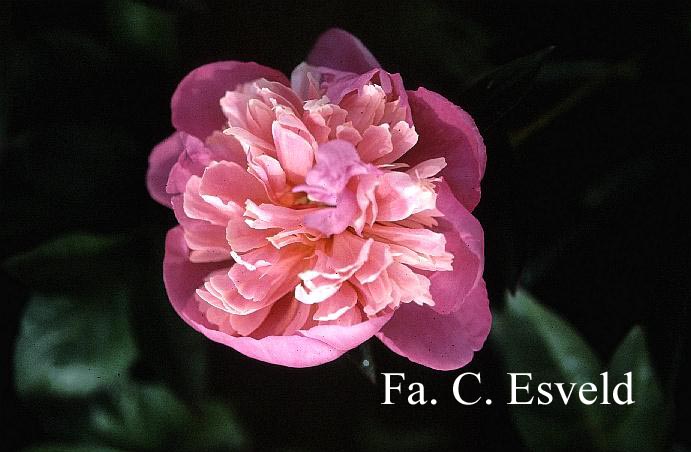 Paeonia 'Baroness de Rothschild'