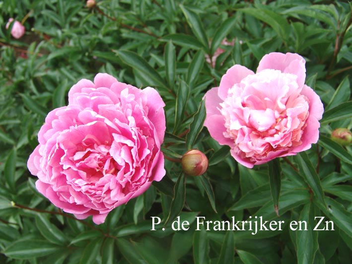 Paeonia 'Belle'