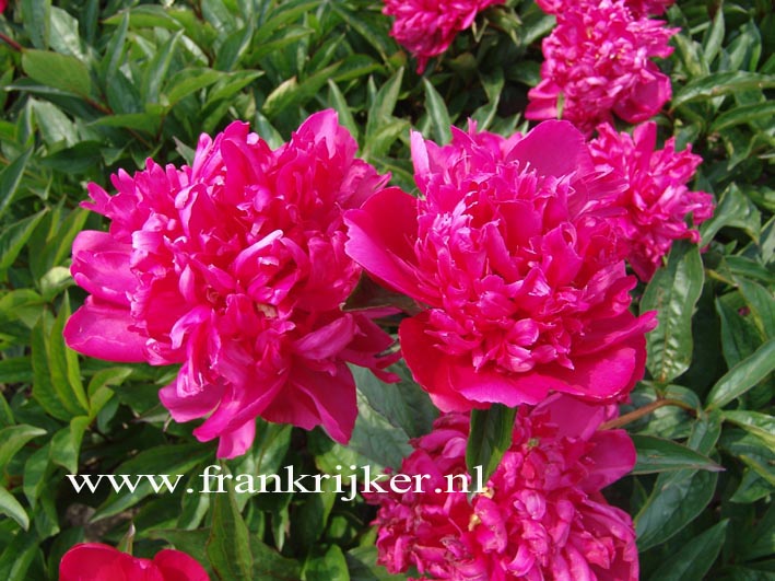 Paeonia 'Big Ben'