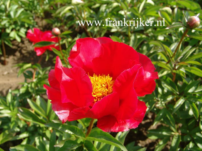 Paeonia 'Blaze'