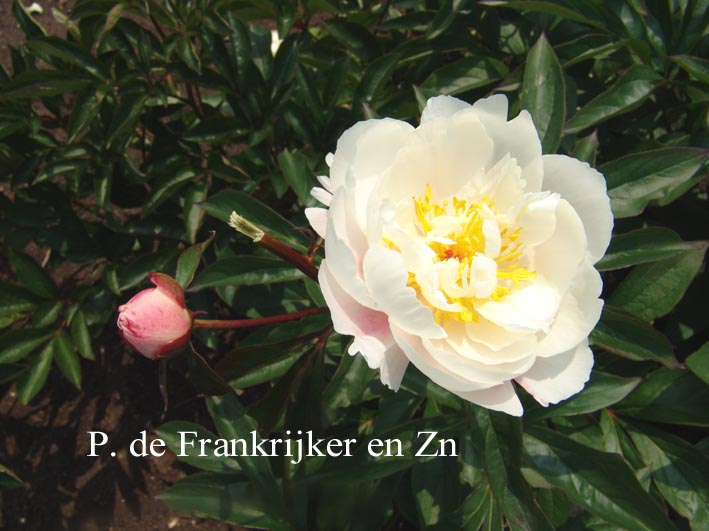 Paeonia 'Border Gem'