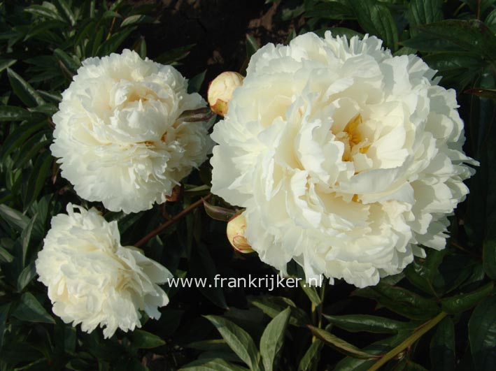 Paeonia 'Bowl of Cream'