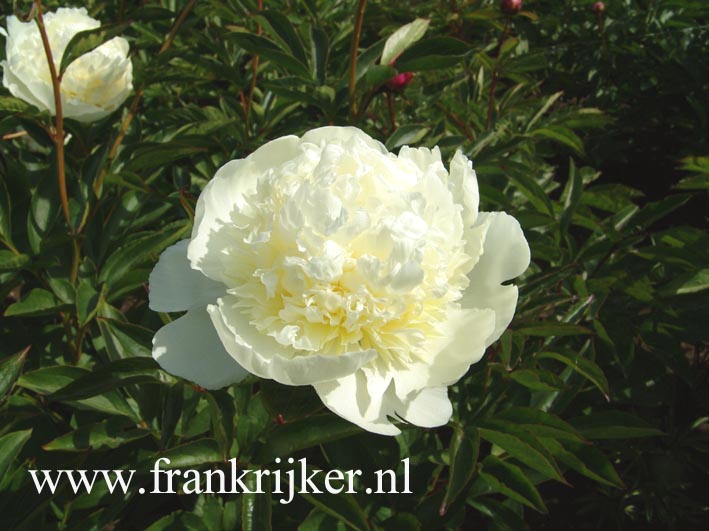 Paeonia 'Bridal Gown'
