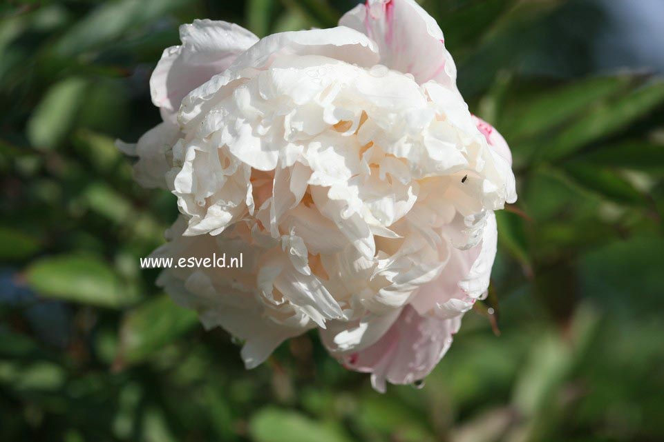 Paeonia 'Bride of Essex'