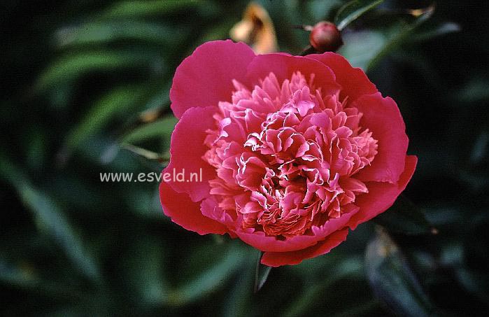 Paeonia 'Cameo' Paeonia 'Cameo'