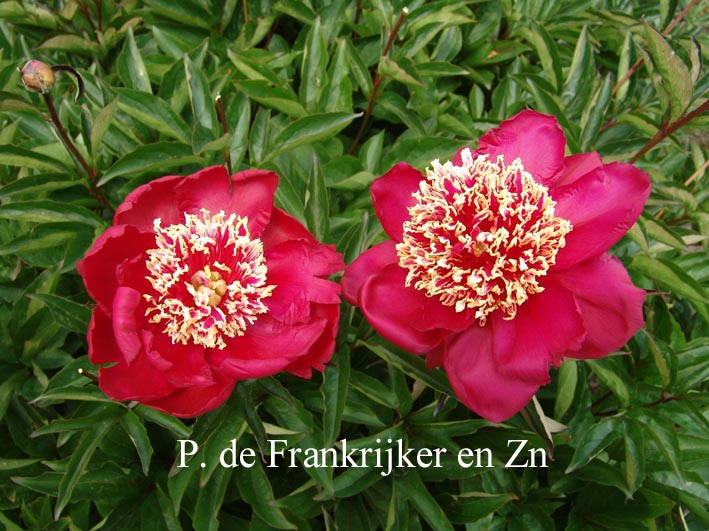 Paeonia 'Charles Burgess'
