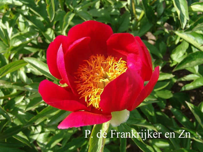 Paeonia 'Cherry Red'