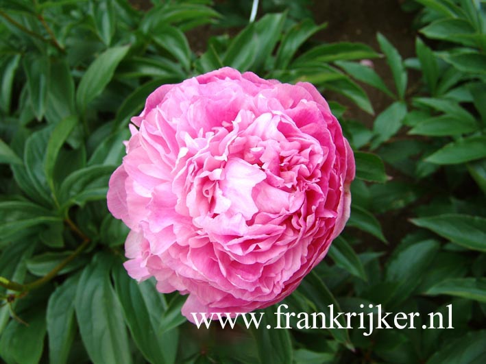 Paeonia 'Claire Dubois' Paeonia 'Claire Dubois'