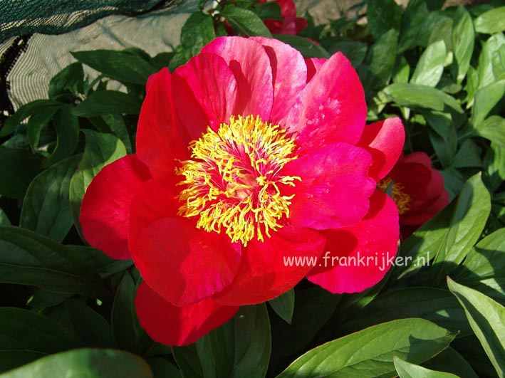 Paeonia 'Convoy'