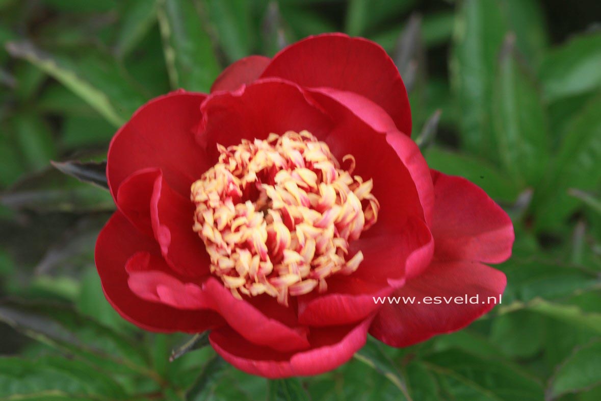Paeonia 'Cuckoo's Nest'