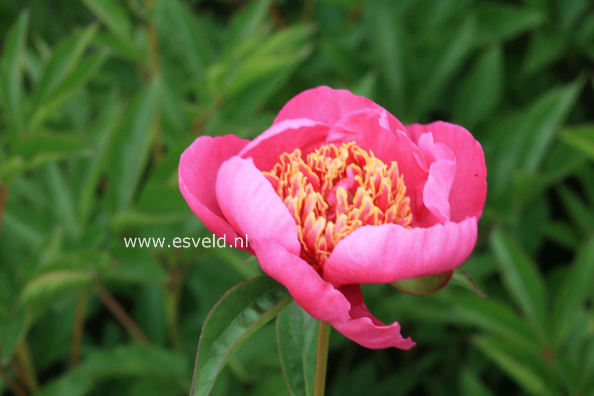 Paeonia 'Dignity'
