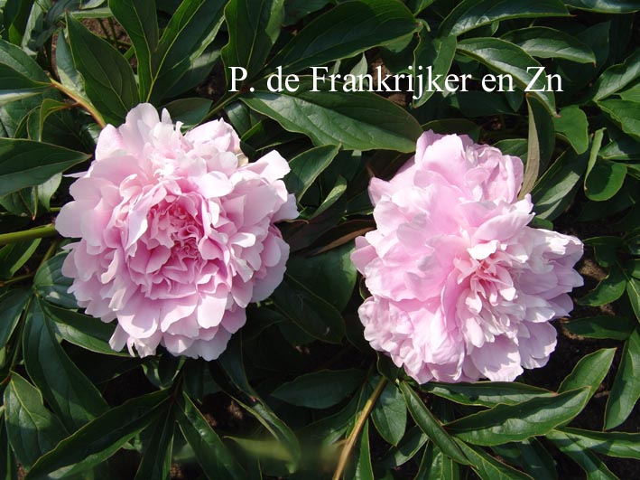 Paeonia 'Dinner Plate'