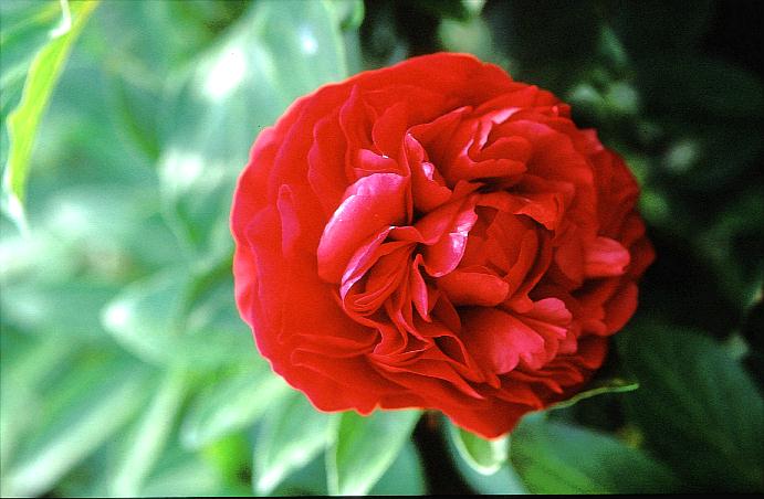 Paeonia 'Edgar Jessep'