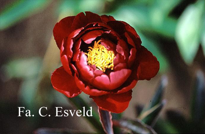 Paeonia 'Edouard Andre'