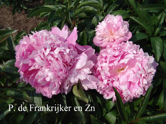 Paeonia 'Enchantresse'
