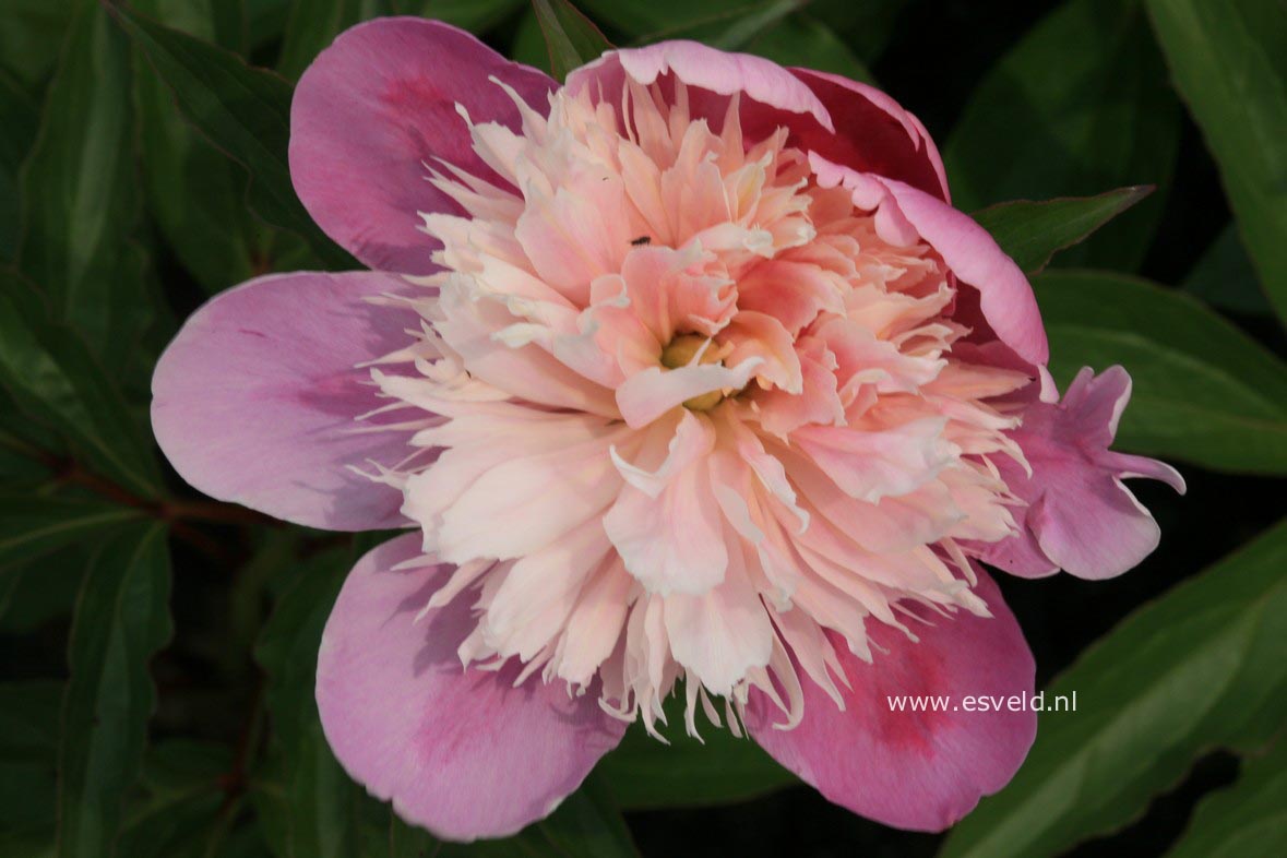 Paeonia 'Evening World'