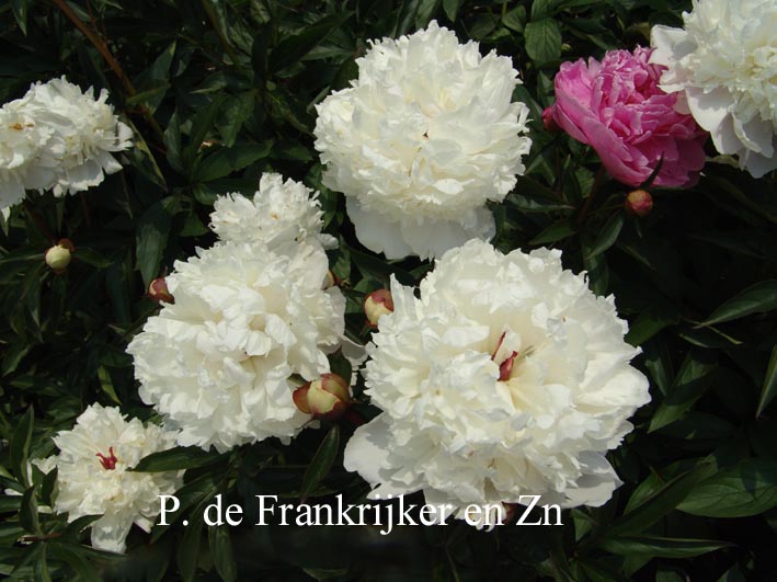 Paeonia 'Frances Willard'