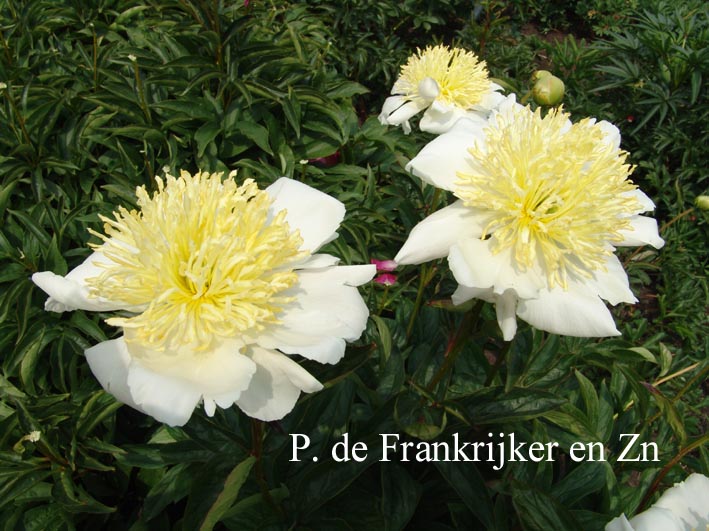 Paeonia 'Fuji-no-mine'