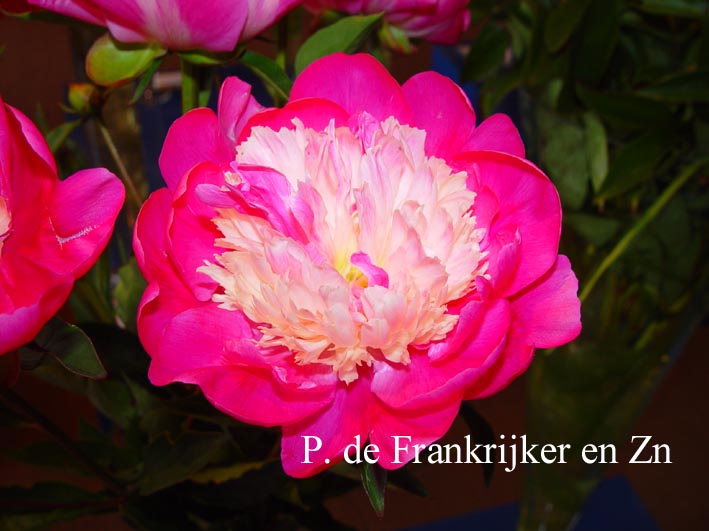 Paeonia 'Gay Paree'