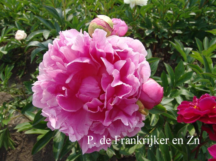 Paeonia 'Gayborder June'