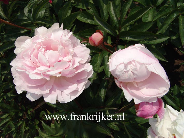 Paeonia 'Georgiana Shaylor'