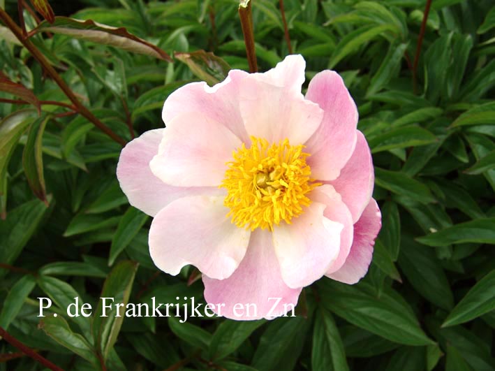 Paeonia 'Go Diago'