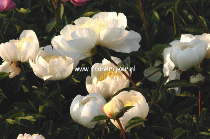 Paeonia 'Gold Standard'