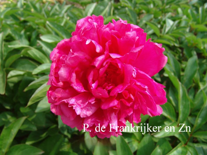 Paeonia 'Grover Cleveland'