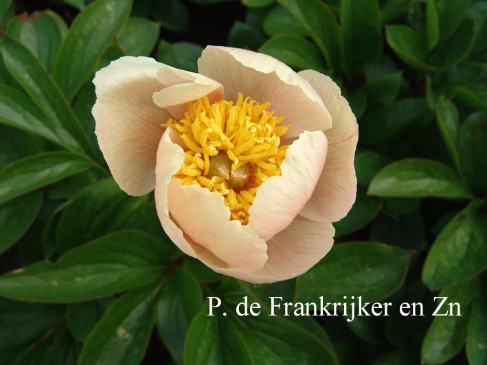 Paeonia 'Gua Light' Paeonia 'Gua Light'
