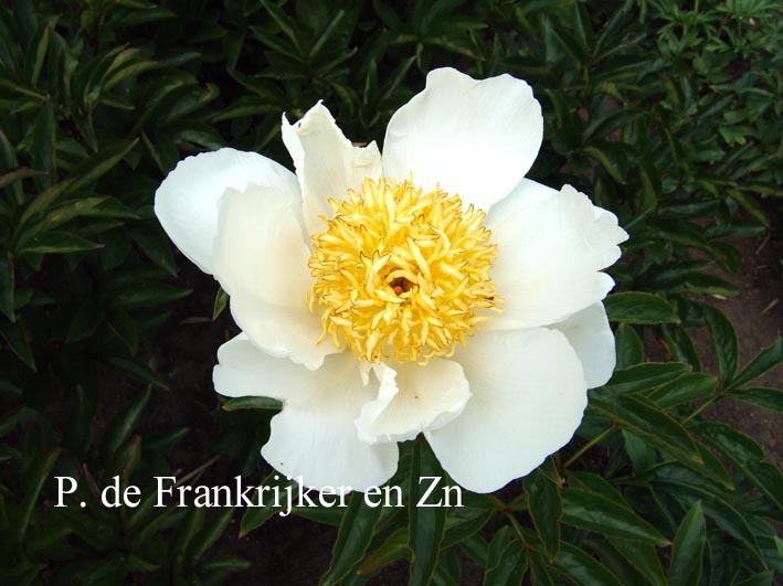 Paeonia 'Hakodate'