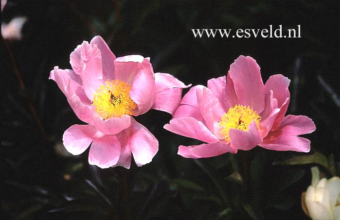 Paeonia 'Helen'