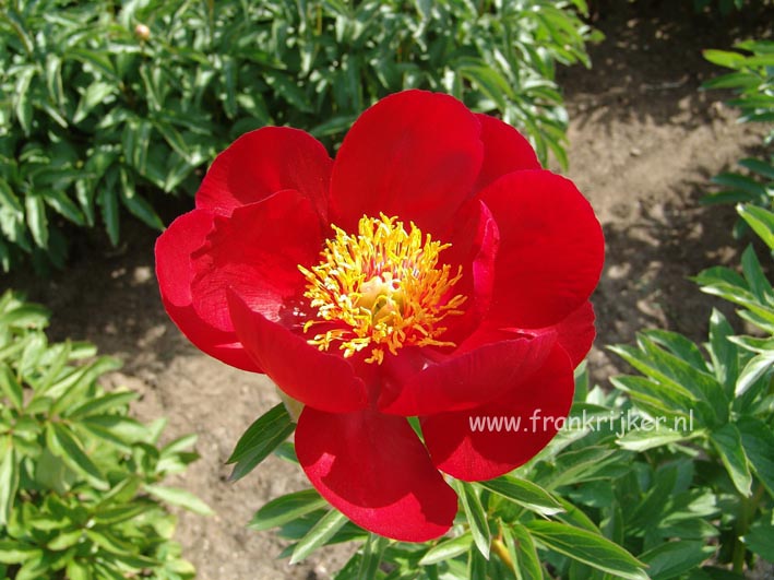 Paeonia 'Illini Warrior'