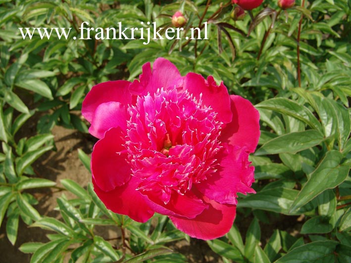 Paeonia 'Instituteur Doriat'