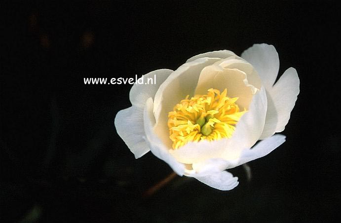 Paeonia 'Isani-gidui' Paeonia 'Isani-gidui'