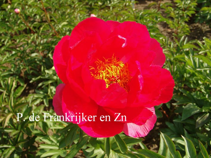Paeonia 'Jean E. Bockstoce'