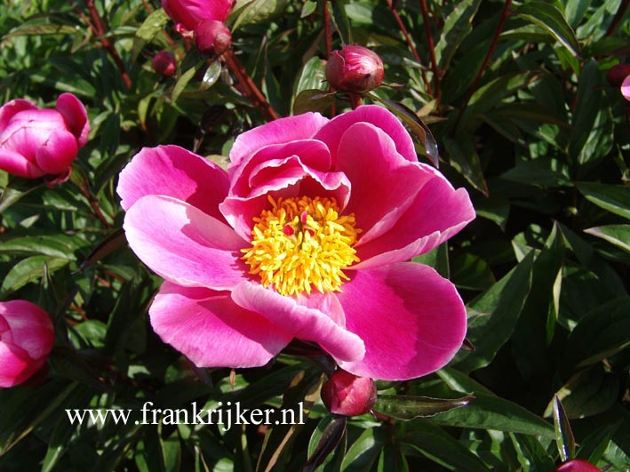 Paeonia 'Joseph Plagne'