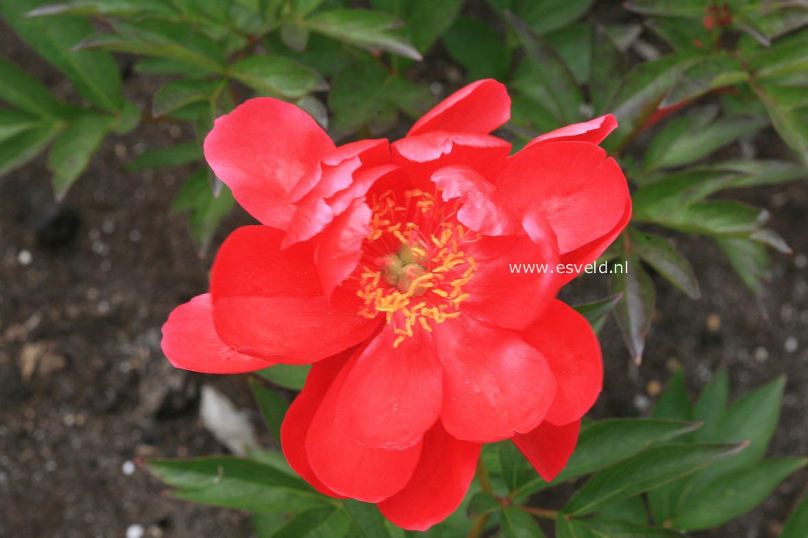 Paeonia 'Joyce Ellen'