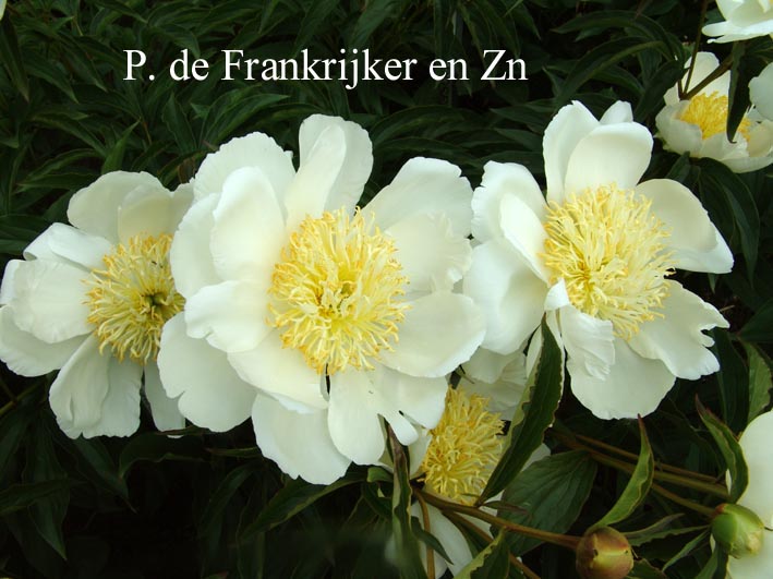 Paeonia 'Kakoden'