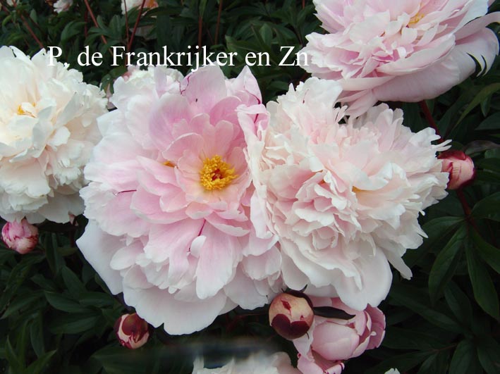 Paeonia 'Kelway's Lovely Lady'