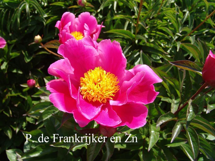 Paeonia 'L'Eclatante'