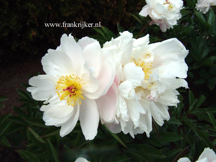 Paeonia 'Lady Alexandra Duff'